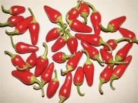 Piment cascabella.jpg