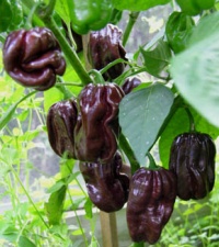 Piment chocolate scotch bonnet.jpg