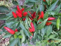 Piment etna-1.jpg