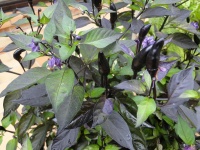 Piment filius blue.jpg