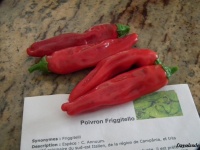 Piment friggitello.jpg