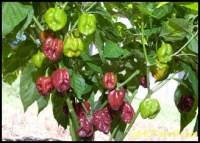 Piment habanero brown.jpg