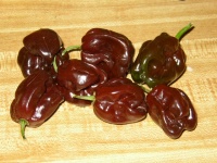 Piment habanero chocolate-1.jpg