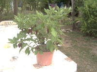 Piment habanero chocolate.jpg