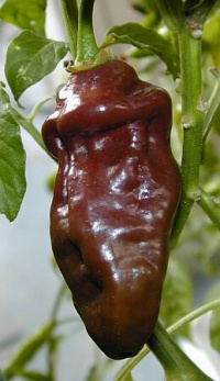 Piment habanero chocolate long.jpg