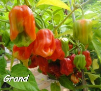 Piment habanero gambia-1.jpg