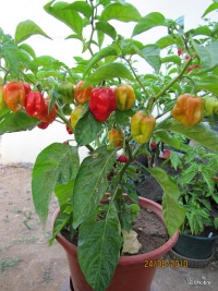 Piment habanero gambia.jpg