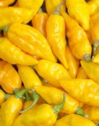 Piment habanero gold bullet-1.jpg