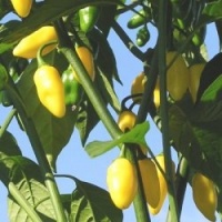 Piment habanero gold bullet.jpg