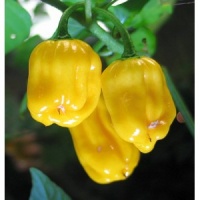 Piment habanero jaune-1.jpg