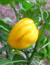 Piment habanero jaune-2.jpg