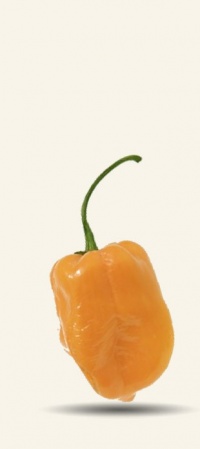 Piment habanero jaune.jpg