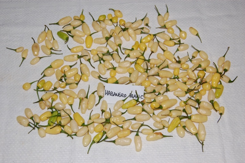 Fichier:Piment habanero white(petit)-1.jpg