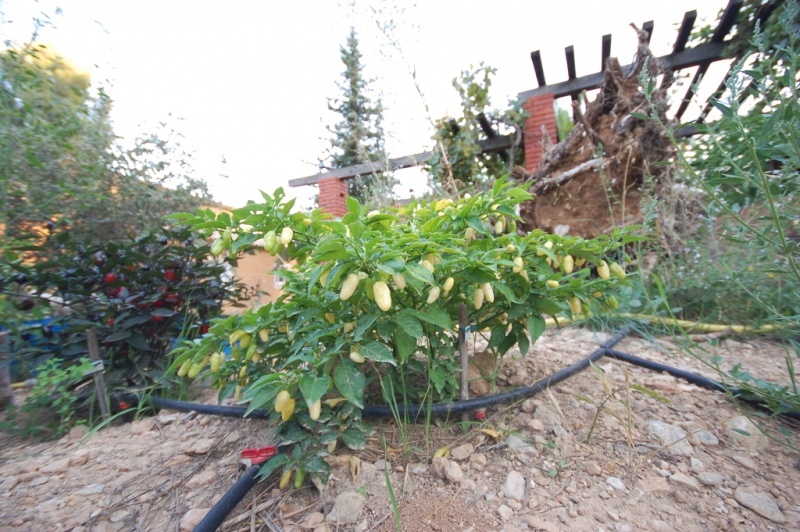 Fichier:Piment habanero white(petit).jpg