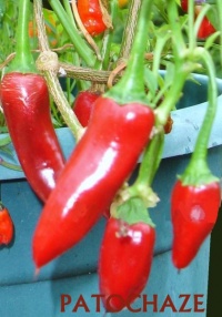 Piment hungarian death hot chili pepper.jpg