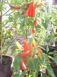 Piment hungarian hot wax-1.jpg