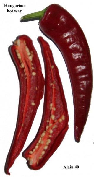 Fichier:Piment hungarian hot wax.jpg