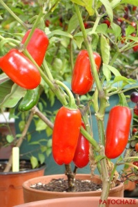 Piment jalapeno-1.jpg