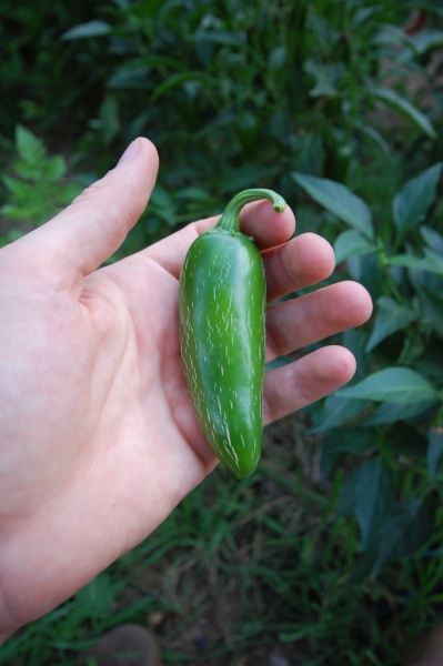 Fichier:Piment jalapeno-2.jpg