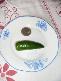Piment jalapeno.jpg