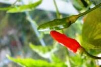 Piment malagueta-1.jpg