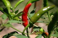 Piment naga jolokia-1.jpg
