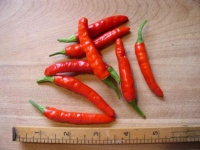Piment naga jolokia-2.jpg
