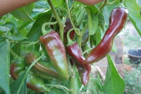 Piment numex eclipse-1.jpg
