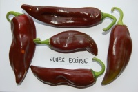 Piment numex eclipse-2.jpg