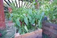 Piment numex eclipse.jpg