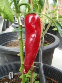 Piment paprika boldog-2.jpg