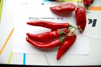 Piment paprika boldog.jpg