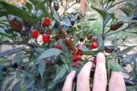 Piment peruvian purple-1.jpg