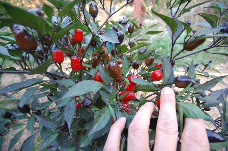 Fichier:Piment peruvian purple-1.jpg