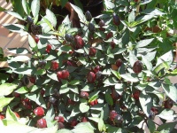 Piment peruvian purple-2.jpg