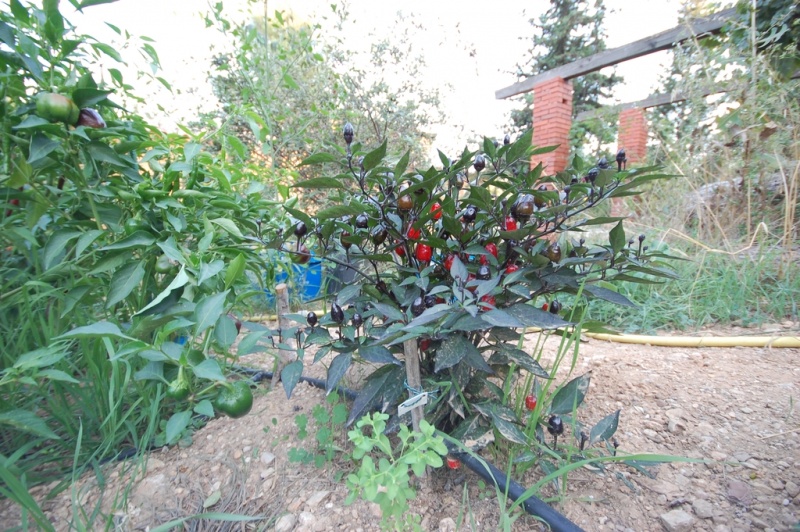 Fichier:Piment peruvian purple.jpg