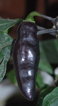 Piment pimenta da neyde-1.jpg