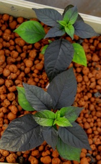 Piment pimenta da neyde.jpg