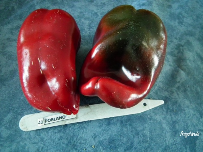 Fichier:Piment poblano-1.jpg