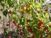 Piment rocotillo-2.jpg
