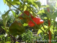 Piment rocotillo.jpg