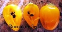 Piment rocoto de seda-1.jpg