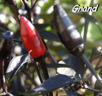 Piment royal black rouge-1.jpg