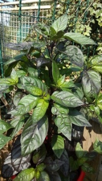 Piment royal black rouge-2.jpg