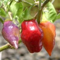 Piment scarlet lantern peru (pi315008).jpg