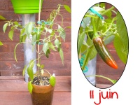 Piment serrano-1.jpg