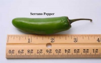 Piment serrano.jpg