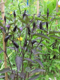 Piment texas black.jpg