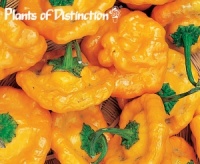 Piment yellow mushroom.jpg