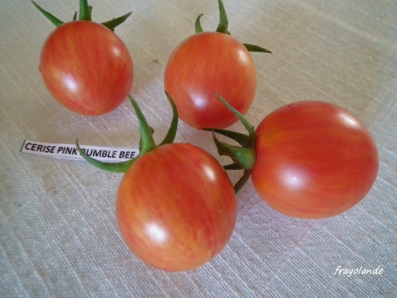 Fichier:Pink bumble bee.jpg